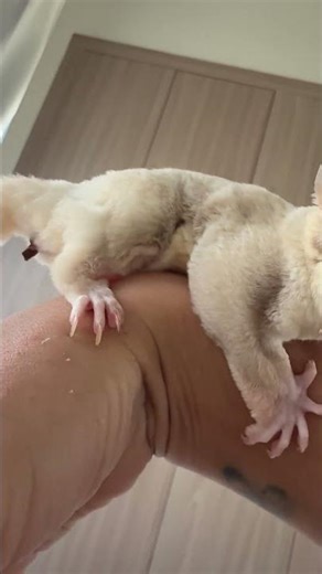 Sugar Glider Morning Poop 🐾😅