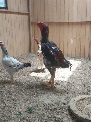 Videos de Bellman (@bellman473) con “sonido original - Bellman”