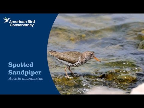 Spotted Sandpiper: Teeter-peep