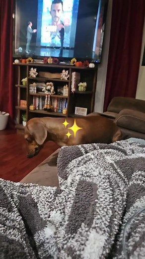 #daschundlove #bestfriendsforever #spoileddog #Bark #Bark #Bark | Ronnie N Ashley Harrell