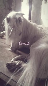 What is a Streak?