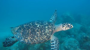 I like turtles 🐢 | The Pet Collective