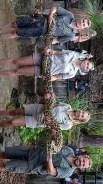 Burmese Python #animalfacts #wildlife #animals #burmesepython #python #snake #herpetology #reptiles