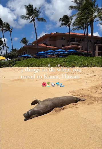 5 things to do when you travel to Kauai, Hawaii 🌺🐬🌴🐢🦭🐚🫧👙☀️🌈🩷 #hawaii #hawaiitiktok #kauai #kauaihawaii #travel #traveltiktok #hawaiian #hawaiilife #dreamdestination #moana #moana🌺🌺🌸🌸🏝🏝💦💦 #monkseal #trutlesquad🐢 #waimeacanyon #napali #napalitiktok🇳🇵 #napalicoast #raftingtour #poipu #poipubeach #hanaleibay