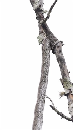 Masama Expedition on Instagram: "One of the most unique sightings I’ve ever had. This Southern African Python killed a Common/Steppe Buzzard and was in the process of starting to try and eat it. The python stopped trying to eat the bird when we arrived so we decided to leave it in peace. #masamaexpeditiontanzania #wildlifephotography #africansafari #selousgamereserve #lakemanyara"