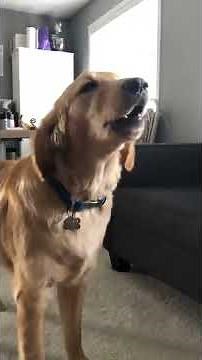 Angry Barking Golden Retriever
