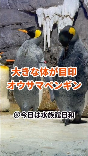 【海遊館】大きな体が特徴のオウサマペンギン