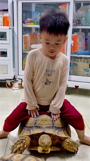 My Son & Giant Sulcata Best Friends ❤️🐢