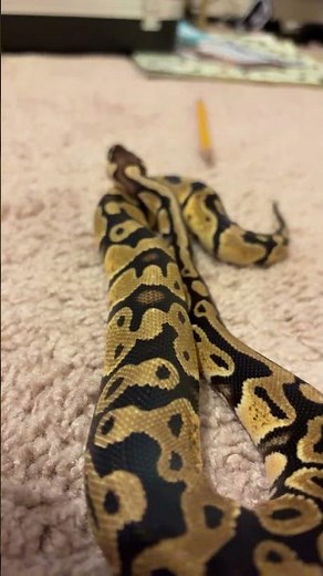 #funny #ballpython #snake #Notallsnakesareugly