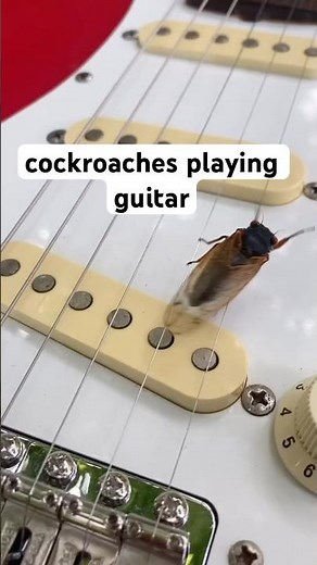 cockroaches and spiders playing guitar