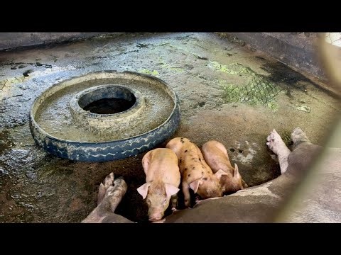 Piglets Nursing from Sow on the Farm | Cute Baby Pigs Feeding