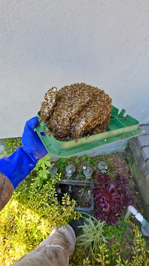 Today’s bee removal in North Hollywood, California, was picture-perfect — but definitely trickier than expected! The honeycomb was brand new and extremely fragile, bending and breaking easily as I worked to remove it piece by piece. Watching the bees rush into the box and communicate so calmly was incredible. Another safe rescue and relocation complete in Southern California! 🐝 📍 North Hollywood, CA 📞 For Bee Rescue Service Call: 626-487-6052 #BeeRemoval #BeeRescue #NorthHollywood #SaveTheBee