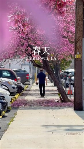 6K views · 96 reactions | : @lachinatown LINK IN BIO! Chinatown...