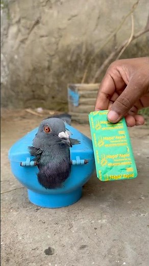 Napa Rapid Awareness for Pigeon Owners 🕊️ | Why Human Medicine is Unsafe for Birds #pigeon #viral
