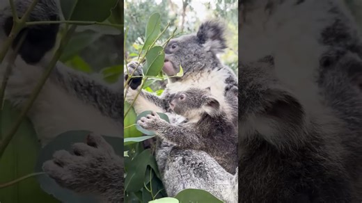Baby koala learns to eat eucalyptus leaves like a pro