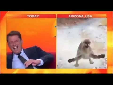 News Anchor Laughs at Cat for 23 Seconds