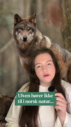 Kampen for ulven i norsk natur