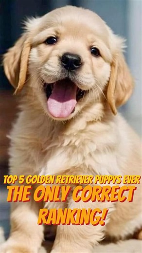 Top 5 Golden Retriever Puppies Ever 🐶🏆