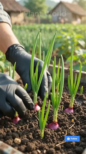 How to Grow Onions from Kitchen Scraps 🧅✨ #Shorts