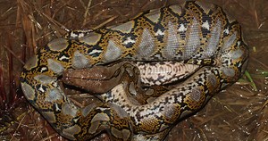Horrific Moment 61-Year-Old Man Found In Belly Of Huge 28 Foot Python