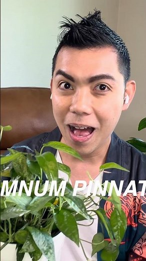 FINALLY! Unboxing the Newest Epippremnum Pinnatum Mini Mint!