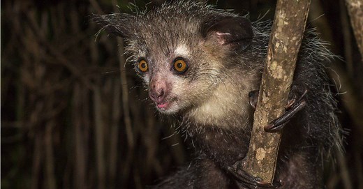 Aye-Ayes: Madagascar's Enigmatic Creatures and Their Unusual Habits