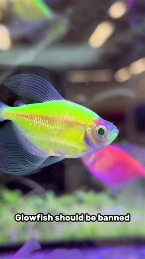 There are A LOT of misunderstandings about glofish and their origins, please watch the whole video. #fish #goldfish #aquarium | Luke’s Goldies