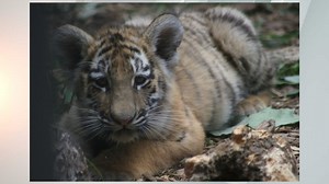 2nd tiger cub dies at Indianapolis Zoo