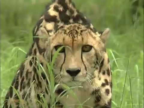 Rare Sighting: Magnificent King Cheetah with Unique Spots and Stripes Roaming