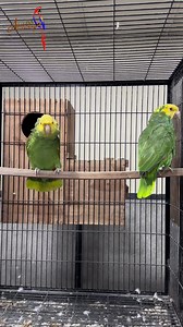 30K views · 966 reactions | Breeding information about Amazon parrots | Adeel ch’s Aviary | Facebook
