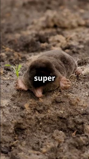 FASTEST Creature in Nature? STAR Nose Mole Takes the Lead!