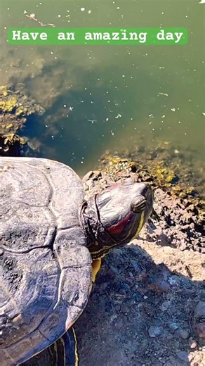 Red eared sliders