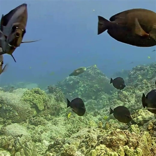 Do You Know This Butterflyfish? | MEGA Lab Cam | Hawaii live #like #coralreef #share