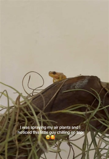 Discovering Tiny Life in Aquascaping: A Frog's Tale