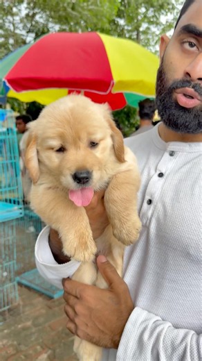 Top Quality Golden Retriever Puppy Sale. #gallifstreetpetmarket #pets