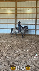 ❌SOLD❌ ‼️SNEAK PEAK‼️ 13 yr old grulla gelding. He stands 14 hands and is thicker than a snicker 😉 ‼️You don’t want to miss out on this guy!! More woah than go and LOTS of trail MILES‼️ | Diamond A Horses & Ponies