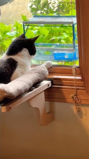 Tuxedo Kitty Tippy watching a squirrel #ehlersdanlossyndrome