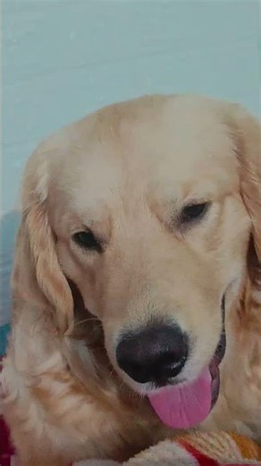 comedy video #short# golden retriever # #funny #dog