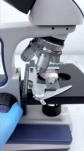 Exploring Dragon Fruit Under a Microscope