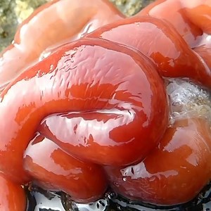 Science 🧬 on Instagram: "🧬 this is a Nemertea worm, also known as a ribbon worm. there are more than 1,000 species of ribbon worms, most found in the ocean. You can tell if a worm is a ribbon worm if it has a proboscis, a unique muscular structure inside the worm’s body that allows them to contract and expand. Ribbon worms can shrink to a tenth of their extended length when threatened, and can expand to swallow prey that are more than double the width of their bodies! • 🎥 credit: @waterbod #r
