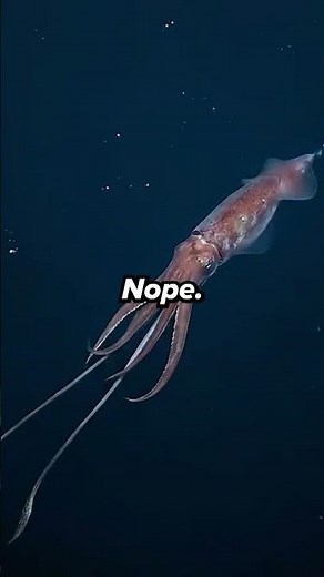 Giant Squid vs. Colossal Squid: You Got It Wrong! 🦑