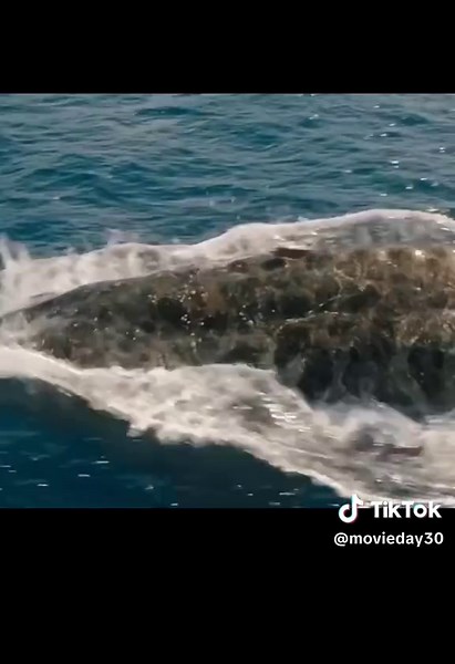 Jurassic World Rebirth: Exclusive 2025 Clip