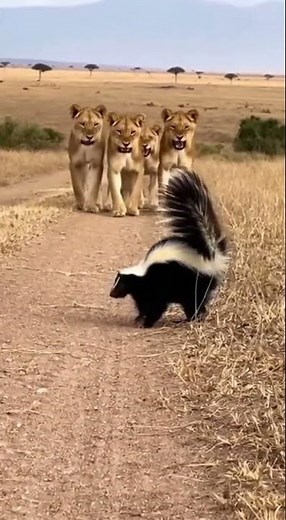 Nature's Chemical Warfare: A Skunk's Potent Spray Repels an Entire Lion Pride