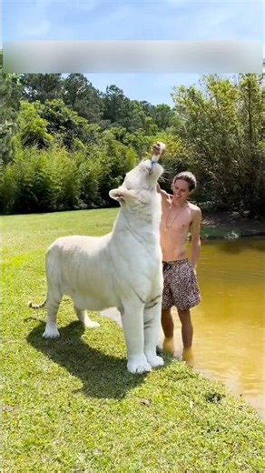 He Adopted A Lonely Tiger Cub 🐅♥️ #shorts