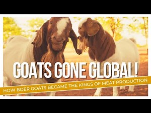 Everything You Need to Know About Boer Goats