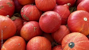 pumpkins of different sizes and shapes