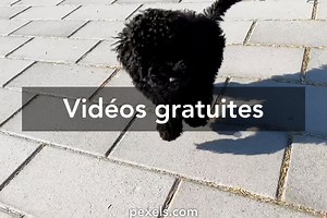 Course à pied vidéos de stock libres de droits