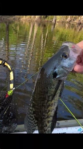 spring crappie bite is still on #crappie #fishingtips #shorts