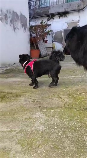 chien shih tzu à l'adoption découvrez PISTON