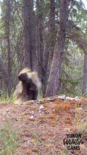 218K views · 8K reactions | Porcupine | Yukon Wildlife Cams | Facebook